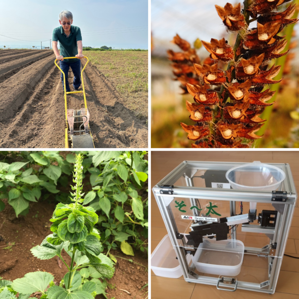 国産有機黒ゴマ・えごま・えごま葉パウダー